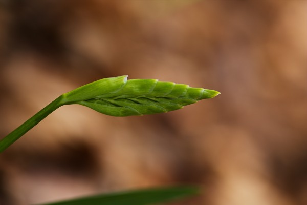 Freesia Flower Green Bud by Joy Watson